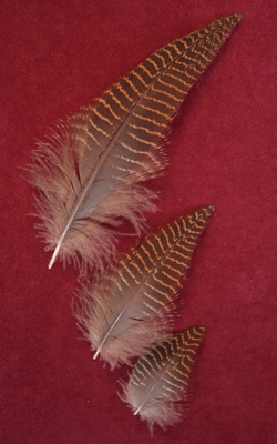 <tiger heron feathers>